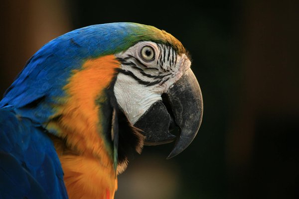 Housse chien voiture : confort durable pour vos trajets