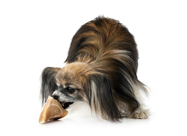 Sabot de veau pour chien : les friandises naturelles idéales